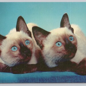 Siamo SORELLE SIAMESI, coppia di GATTINI dagli occhi azzurri, gatti da cartolina vintage 1051
