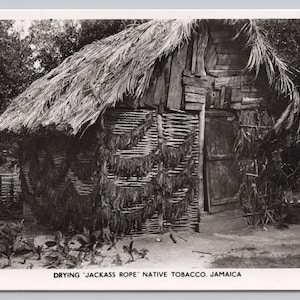 May include: Black and white vintage postcard depicting a rustic hut with a thatched roof and woven walls. The text at the bottom reads "DRYING 'JACKASS ROPE' NATIVE TOBACCO, JAMAICA."