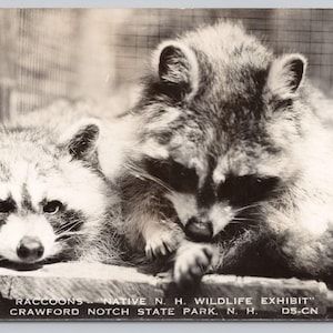 Procioni, mostra sulla fauna selvatica, Crawford Notch State Park, NH Cartolina 1668