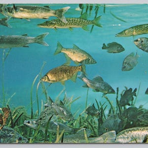 Silver Springs, Florida, Pesce d'acqua dolce, Cartolina d'epoca 1533