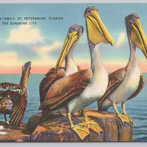 Die Pelikan-Familie, St. Petersburg, Florida Leinen Vintage Postkarte 1493