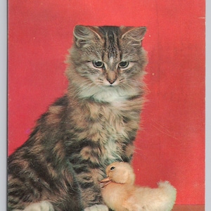 Gatto soriano gattino con paperella Ted Koepper cartolina cromata a colori 1395