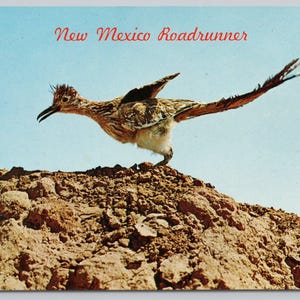 Cartolina Roadrunner State Bird Nuovo Messico 0896