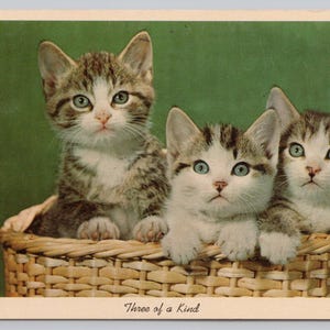 Kitty Cat Korb Portrait Postkarte 1970er Jahre Kätzchen Haustier Feline Tier Kunstkarte 1384