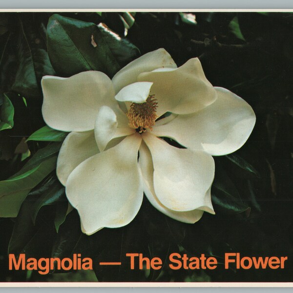 Magnolia, State Flower of Louisiana and Mississippi Vintage Postcard