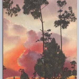 Carte postale en lin vintage Florida Silhouette coucher de soleil 1626