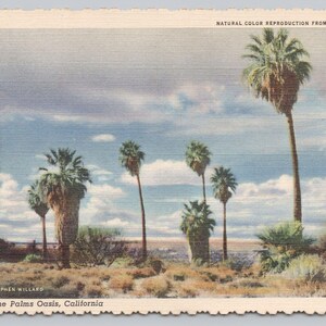 Twenty-nine Palms, Kalifornien Postkarte "The Oasis" Palms Willard Leinen 1247
