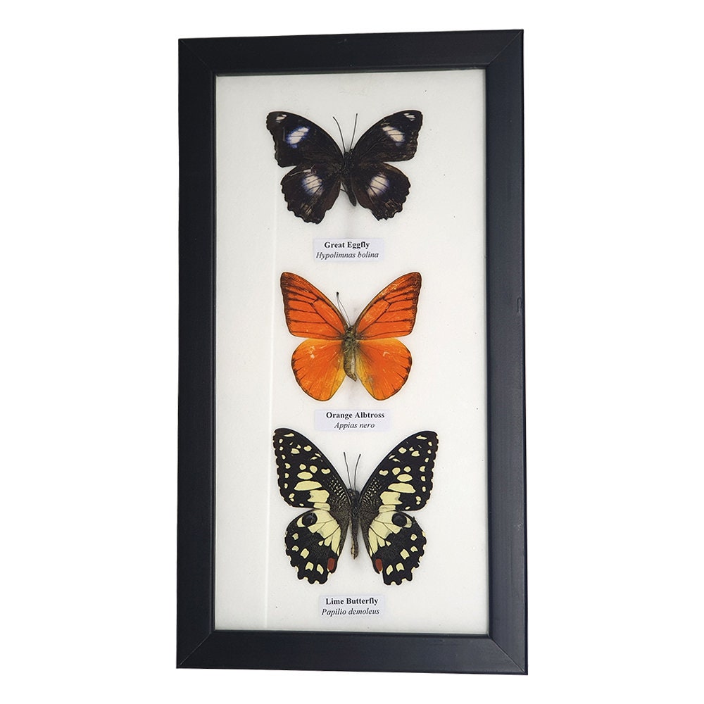 Butterfly Taxidermy 3 Butterflies Assorted Butterfly Etsy
