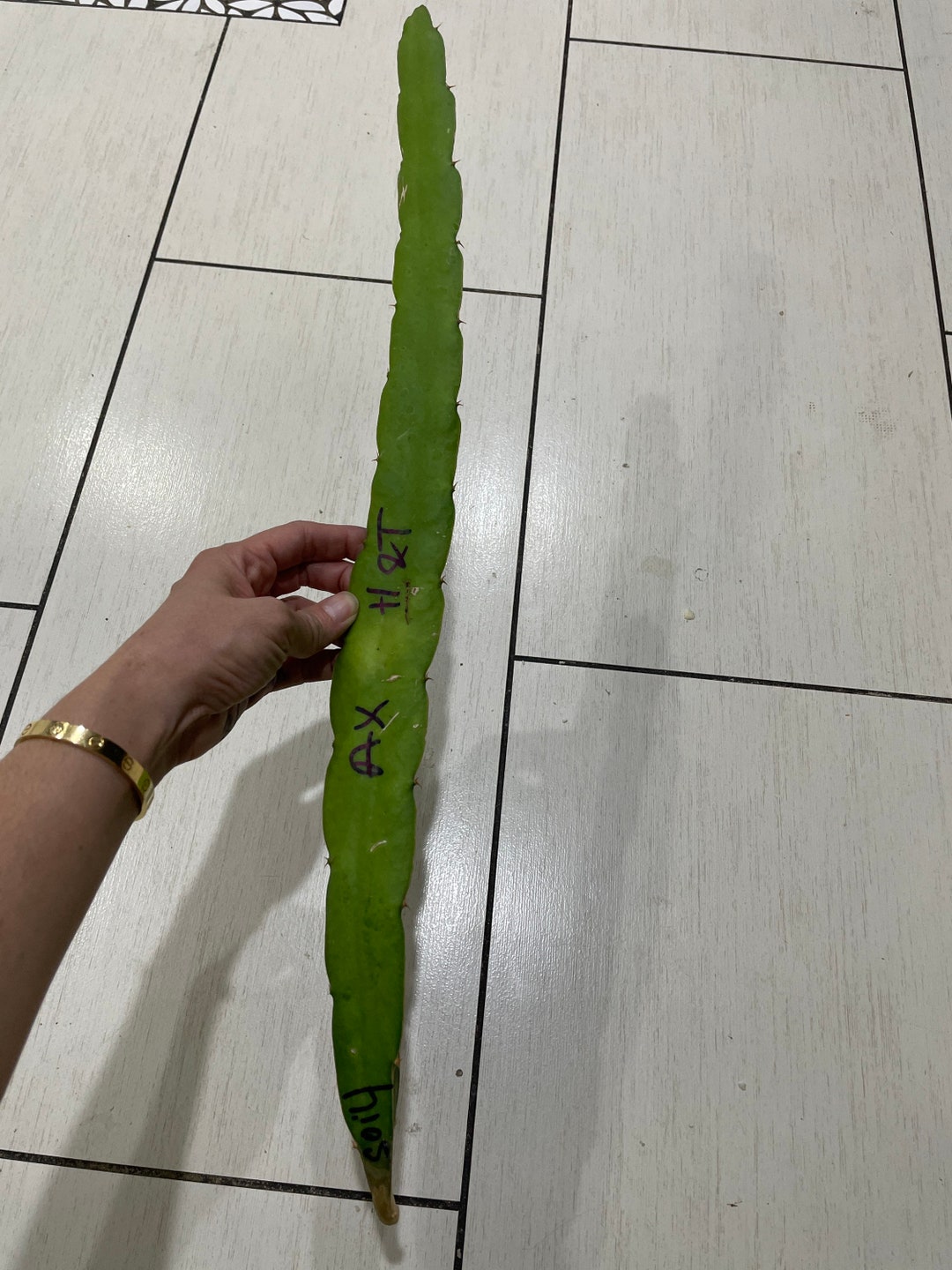 AX Hybrid Dragon Fruit Cutting 8 Inches - Etsy