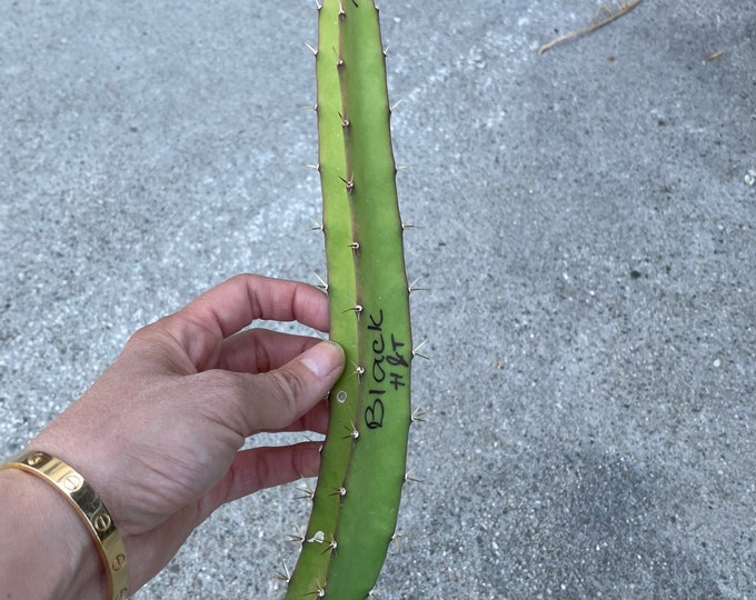 ULTRA RARE Black Dragon Fruit Cutting Etsy
