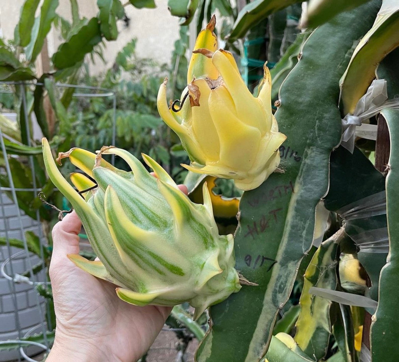 RARE. Worth Variegated Dragon Fruit 1 Cutting 10 Inches Etsy