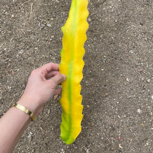 RARE. Worth Lime Variegated Dragon Fruit 1 cutting.
