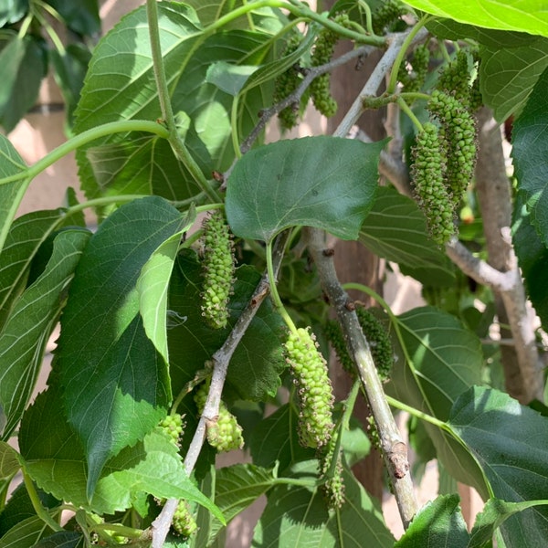 ORGANIC Parkistan Mulberry Leaves. 35 ORGANIC leaves.