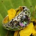 Natural Mystic Topaz Ring Rainbow Topaz Silver Ring Delicate image 0