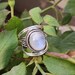 Natural Moonstone Ring Sterling Silver Ring Healing Ring Blue image 0