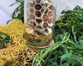 Insect Taxidermy | Real Wasp Pendant Necklace or Witchy Home Decor | Insect Art