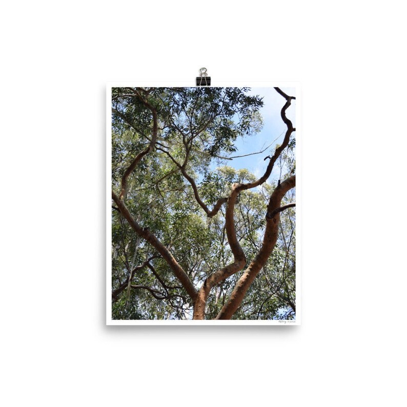 Cabinet de curiosités Decoration Griffe d'Eucalyptus Lehmannii d'Australie 