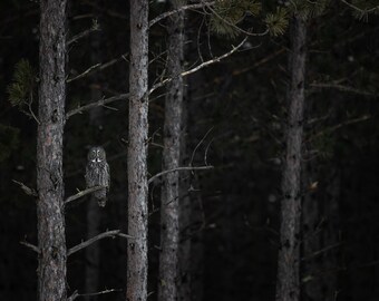Fine Art Print - "Standing Tall" - Great Gray Owl by Minnesota Wildlife Photographer Brent Cizek