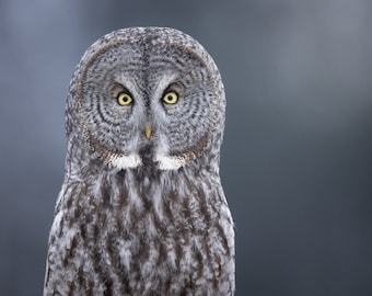 Fine Art Print - "Curious Owl" - Great Gray Owl by Minnesota Wildlife Photographer Brent Cizek
