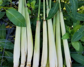 5 LIVE Lemongrass starter Plugs Stalk EZGROW Insect /& reptile repellent