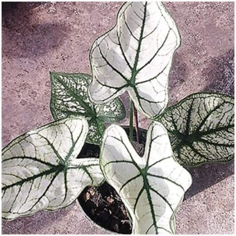 Queen of the Leafy Plants ��Luengsongmed�� Tropical From