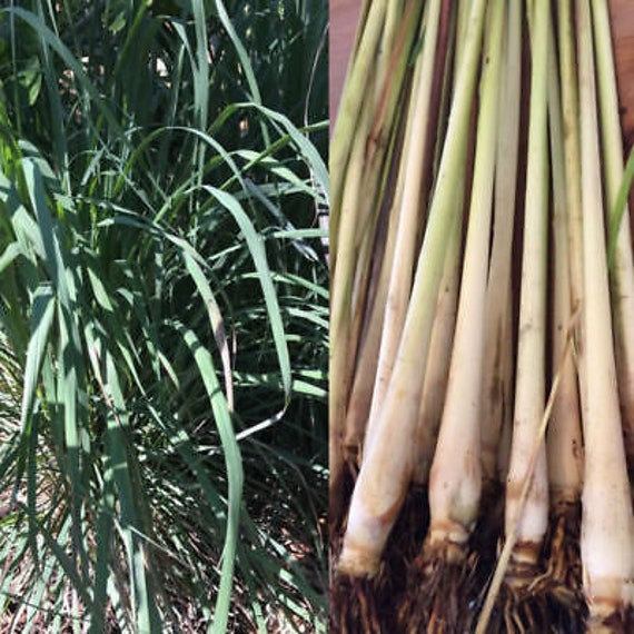 5 LIVE Lemongrass starter Plugs Stalk EZGROW Insect /& reptile repellent