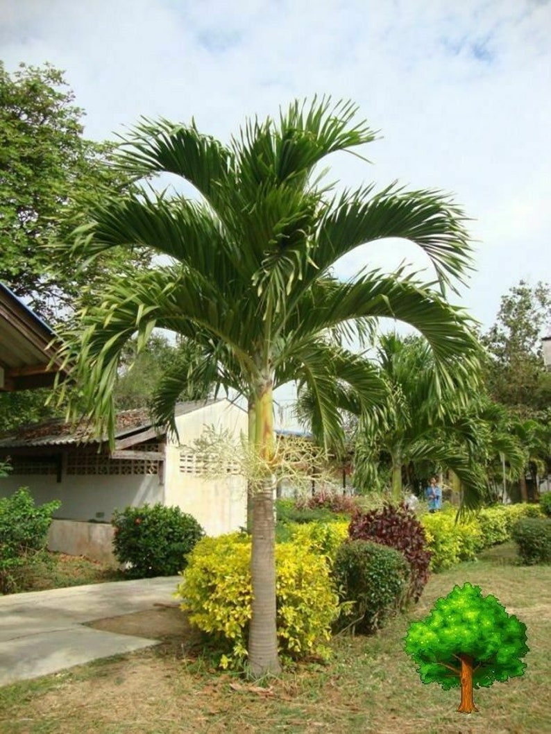 Christmas Palm,Wodyetia bifurcata,Foxtail Palm 10 seeds Manila Palm