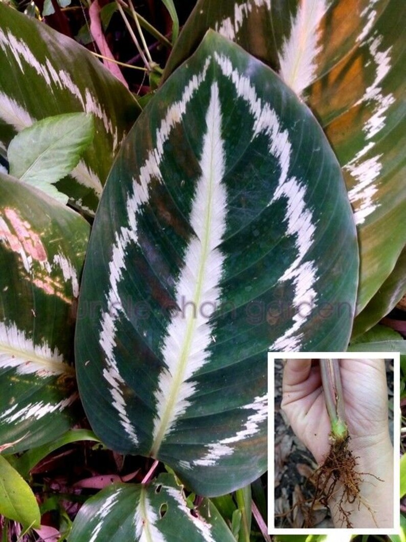 Kenn UNCLE CHAN 1 rhizome Calathea majestica H white Leaf Kenn UNCLE CHAN 1 rhizome Calathea majestica H white Leaf