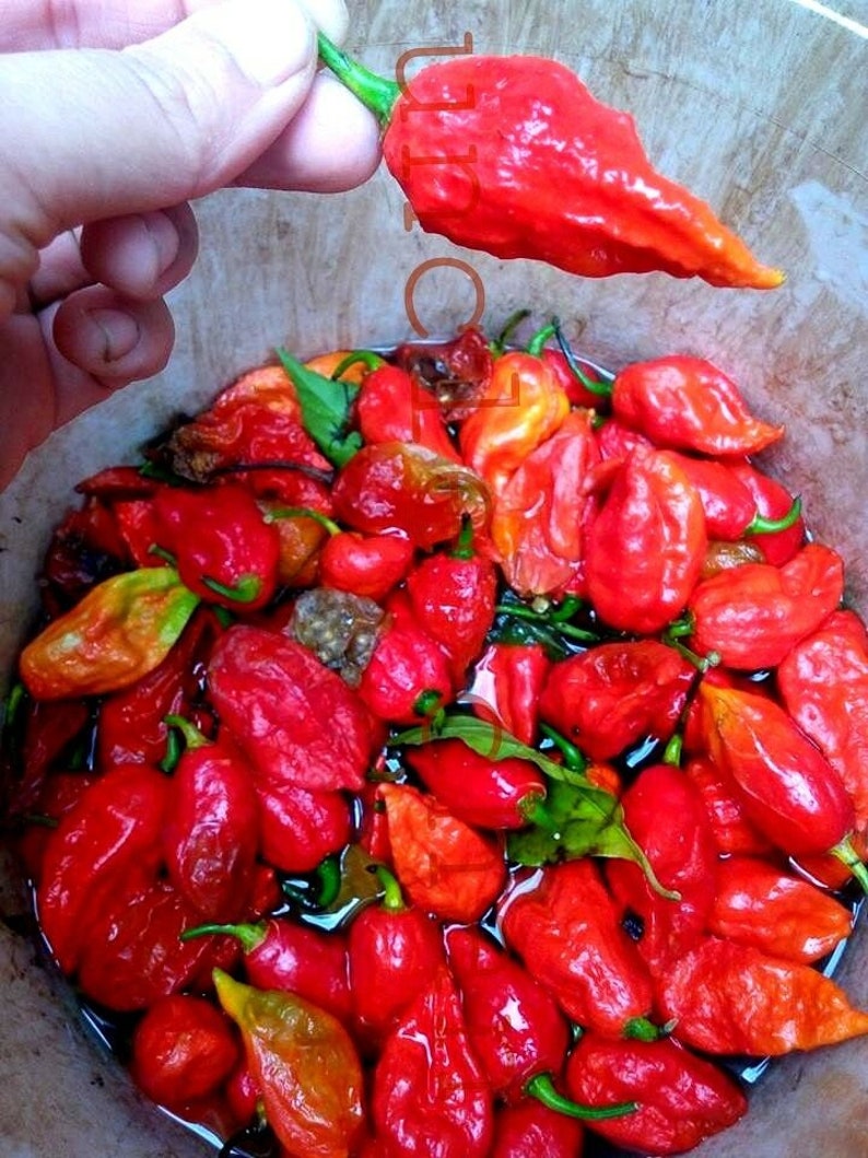 40 Seeds Super Hot Chili Heirloom Rare Fresh Viable My Garden Etsy