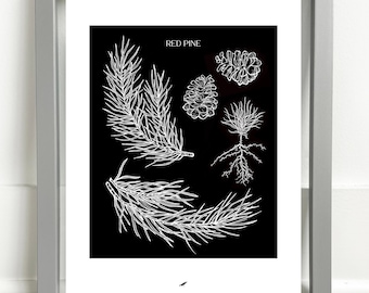 Red Pine Art Print