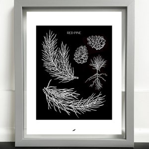 Red Pine Art Print afbeelding 1