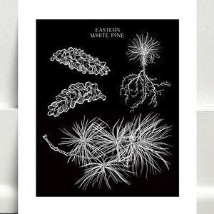 Eastern White Pine Art Print