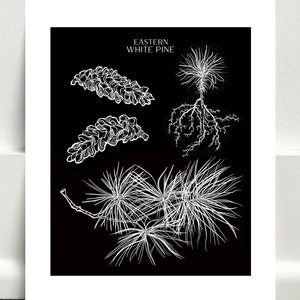 Eastern White Pine Art Print image 1