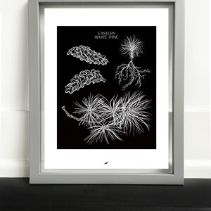 Eastern White Pine Art Print image 2