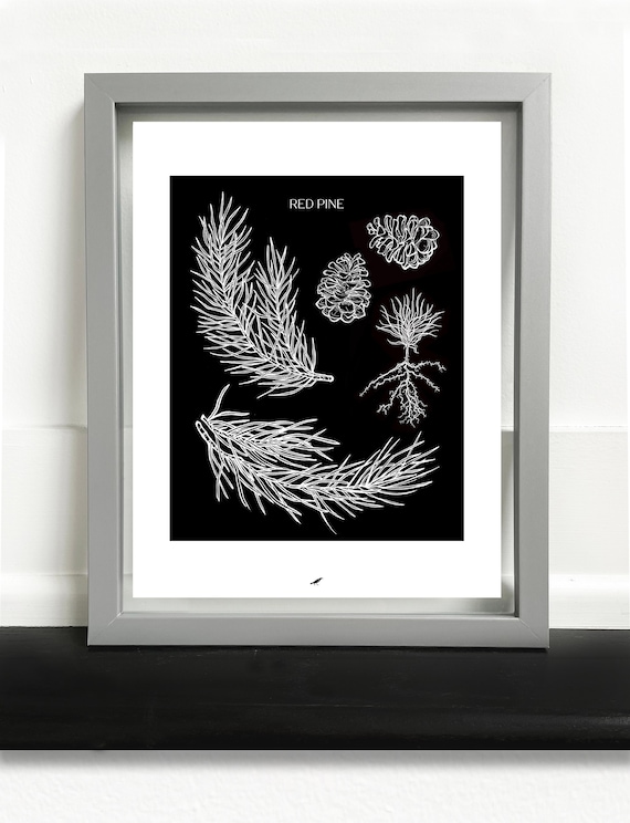 Red Pine Art Print