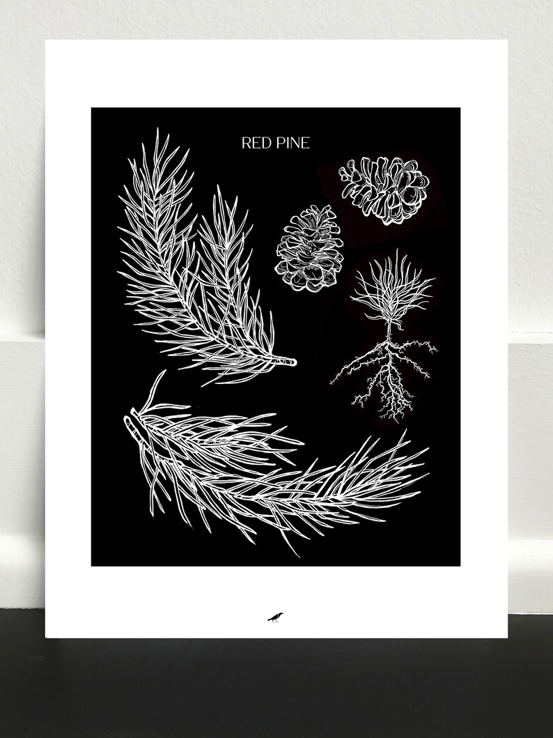 Red Pine Art Print afbeelding 2