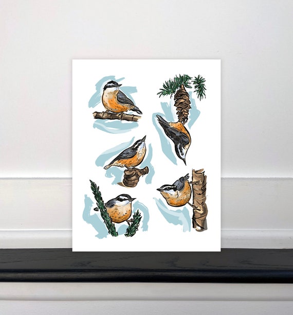 Red Breasted Nuthatch Art Print