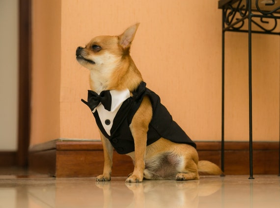 chihuahua tuxedo outfit