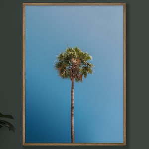 Fine Art Photography Prints- Palm Tree Print Coastal Wall Art Coastal Prints Beach Home Decor California Photography Palm Tree Wall Art