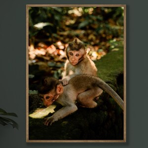 May include: A framed print featuring two monkeys in a natural setting. One monkey sits atop the other, with a lush green background. The print is displayed on a dark green wall, with a wooden table and a vase of greenery in the foreground.