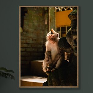 May include: A framed photograph of a monkey sitting on a stone structure. The monkey has light brown fur and is looking directly at the camera. The background includes brick walls and sunlight.