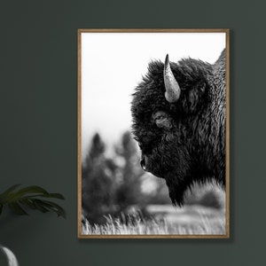 Western Black and White Photography Print Buffalo Wall Art Yellowstone Wall Art Rustic Prints Western Wall Art Cabin Wall Art Wyoming Art