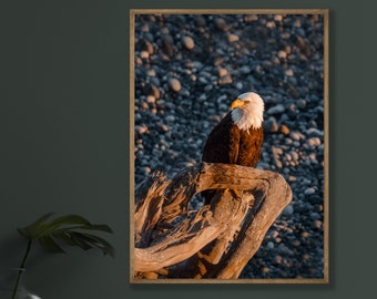 Impression de photographie de pygargue à tête blanche, art animalier du nord-ouest du Pacifique