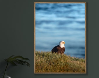 Impression de photographie d'art pygargue à tête blanche - Faune des îles San Juan