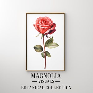 Op de afbeelding: Een enkele rode roos met groene bladeren, geschilderd in aquarel. De roos bevindt zich in een gouden lijst met de tekst "Magnolia Visuals - Botanical Collection" onder de afbeelding.