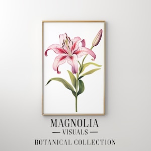 Op de afbeelding: Een ingelijste botanische illustratie van een roze lelie met witte vlekken. De lelie heeft een enkele knop en groene bladeren. De lijst is goudkleurig en de achtergrond is wit. De tekst "MAGNOLIA VISUALS BOTANICAL COLLECTION" staat onder de lijst.