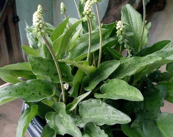 Drimiopsis maculata 3+ bulbs Ledebouria petiolata African False Hosta Leopard Plant