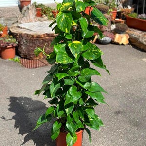 May include: A potted pothos plant with vibrant green leaves and yellow variegation. The plant is in a terracotta-colored pot, set against a background of other plants and a stone surface. The plant's leaves are heart-shaped.