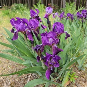 May include: A cluster of vibrant purple iris flowers with green leaves. The flowers have ruffled petals and white accents, set against a backdrop of green foliage and a blurred forest.