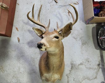 Mule Deer Head Shoulder Mount Taxidermy Cape Shed Antler Hunt Whitetail